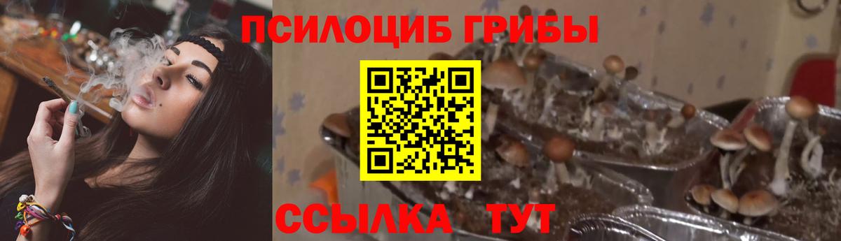 Псилоцибиновые грибы Psilocybine cubensis Мыски